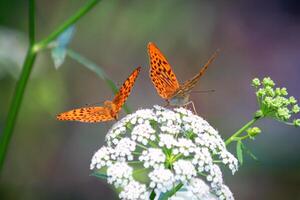 Close-up of two orange butterflies with black spots resting on delicate white flowers. photo