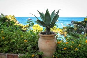 A Mediterranean corner of nature, a large clay pot with agave surrounded by greenery and bright yellow flowers. photo