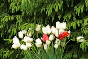 A bed of spring white and red tulips blooms against the backdrop of lush green spruce. photo