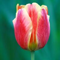 A bright red-yellow tulip against a background of soft greenery. photo