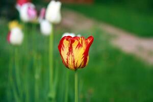Fire of spring, scarlet and gold tulip. Bright red and yellow tulip stands out effectively against the soft green background of the spring garden. photo