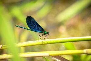 Macrophotograph of a bright blue dragonfly perched on a green reed. photo