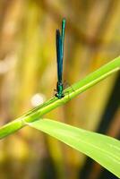 Macro shot of a bright metallic-green dragonfly perched on a fresh green leaf. The insect's shimmering body and delicate wings contrast beautifully with the soft blurred background. photo