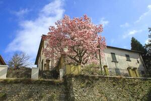 Blooming magnolia in spring near an old European house. photo