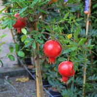 Pomegranate tree with ripe fruits in the garden. photo