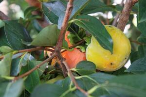 Fresh persimmon on a tree with green leaves. photo