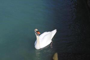 The photo captures a majestic white swan calmly floating on the water surface.