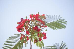 red flowers on a tree branch with a blue sky background photo