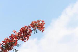 a tree with red flowers against a blue sky photo