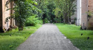 a path that is lined with trees and grass photo