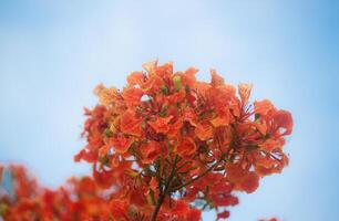 close up of a tree with orange flowers photo