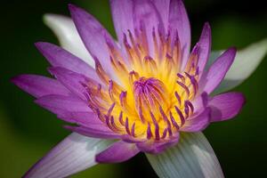 a purple flower with yellow centers photo
