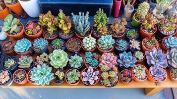 Variety of colorful succulents arranged on display during a sunny day in a garden setting photo