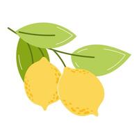 Yellow Lemons on a Branch with Green Leaves in Flat Style on a White Background vector
