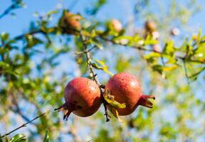 Ripe red pomegranate fruits on a tree photo