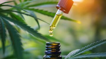 High-quality cannabis oil being extracted with a dropper during sunset photo