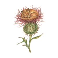 Watercolor illustration. a small red fox sleeping in a large thistle flower. A fantastic image of a small animal and large plants. A set of vintage-style cliparts for stickers and prints. png