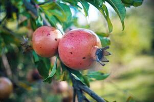 a red pomegranate fruits on a tree close-up photo