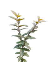 branch of a guava tree branch with red color leaf, png