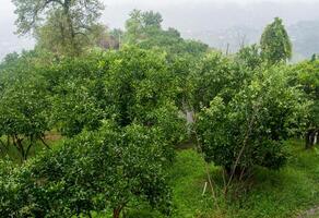 Garden with tangerine trees with green fruits in the rain photo