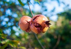 red pomegranate fruits on a tree close-up photo