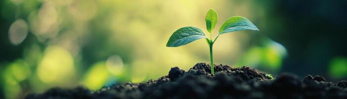 Growing financial investment solutions for wealthbuilding in nature photo