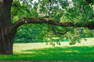an old oak tree in summer in a green park with a huge branch that grows parallel to the ground photo