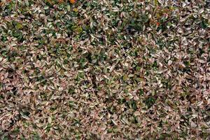 Dense Green Leaf Texture with Variegated Colors photo