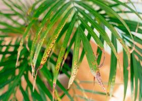 A Chamaedorea Elegans displays lush green foliage with dry, damaged tips. The brown edges stand out, showing signs of environmental stress and emphasizing the importance of proper indoor plant care photo