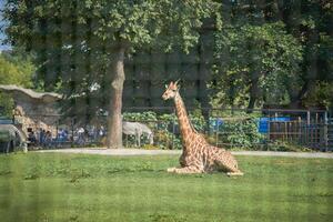 Giraffe lying on green grass in summer in Moscow zoo photo taken through a thin net, earth day