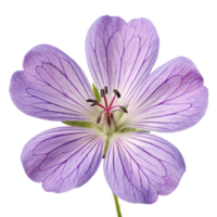 Stunning Close-Up of a Delicate Lavender Geranium Flower with Visible Veins png
