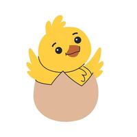 Chicken hatched from an egg and flapping its wings. Children's illustration. Easter cute character. vector