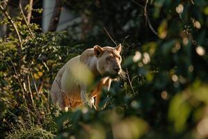 White lioness in a lush jungle photo