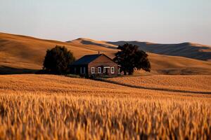 Rustic farmhouse nestled in golden wheat field at sunset photo
