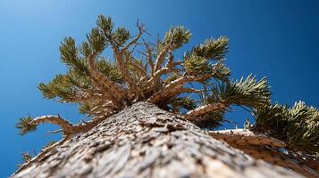 Desert tree reaching for the sky. Low angle view of a weathered, gnarled, pine tree against a vibrant blue sky photo