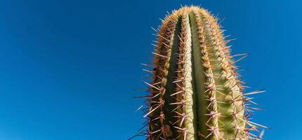 A cactus plant with sharp spines against a blue sky photo