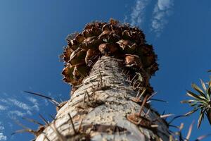 Unusual spiny tree trunk, close-up view photo