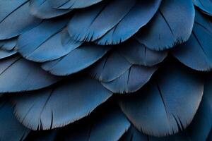 Close-up view of layered, deep blue bird feathers. Detailed texture and pattern photo