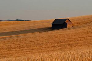 Rustic barn nestled in golden wheat field at sunset photo