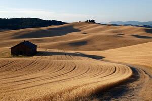 Golden Wheat Fields and a Rustic Barn photo