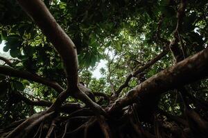 Lush canopy view from below, showcasing intricate root system photo