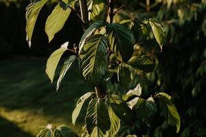 A close up of a tree with green leaves photo