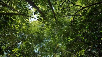 Lush canopy view from below photo
