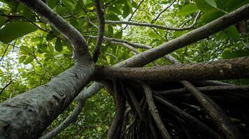Lush rainforest canopy with intricate root system. Dense jungle foliage and thick, interwoven roots rising from the forest floor photo
