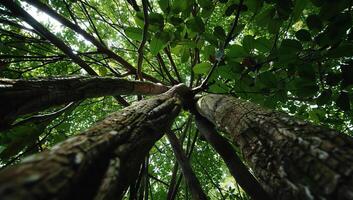 Lush forest canopy. Looking up at interwoven tree trunks and dense foliage photo