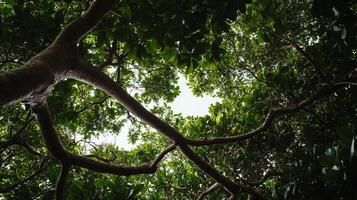 A view of a tree with a sky view photo