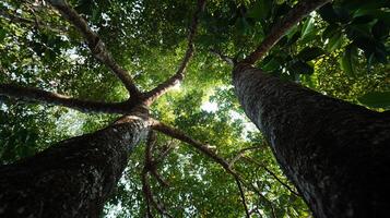 Lush forest canopy viewed from below. Dense foliage and towering trees create a rich, natural environment. Sunlight filters through the thick leaves photo