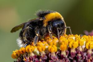 Close-up of a bee pollinating a flower photo
