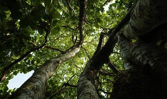 Lush forest canopy. Looking up at towering trees photo