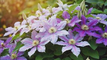 A vibrant display of purple and white clematis flowers in bloom photo